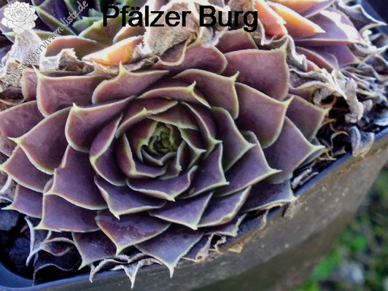 Pfälzer Burg / Jovi