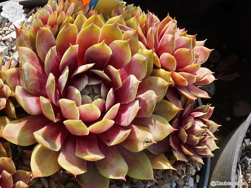 Waterlily ( II )