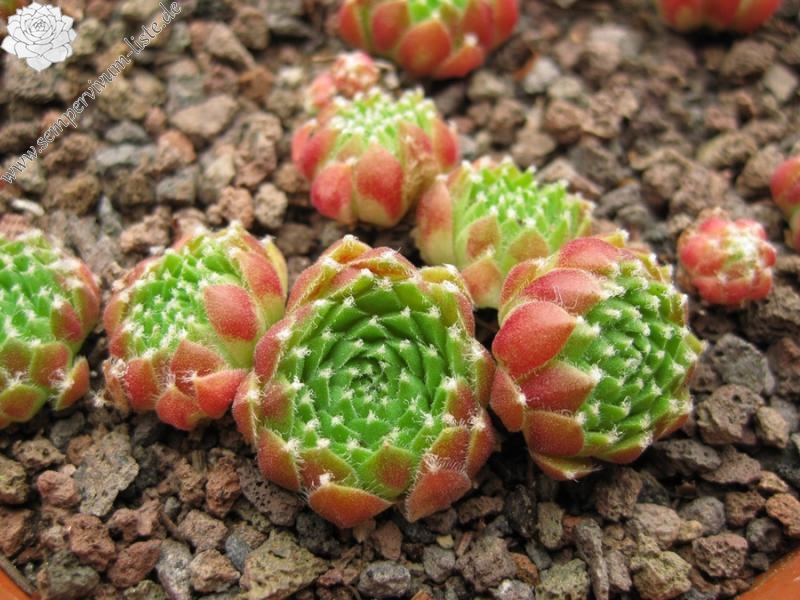 Rubrum