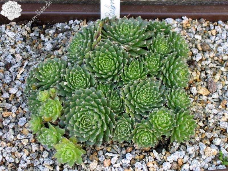 Rubrum
