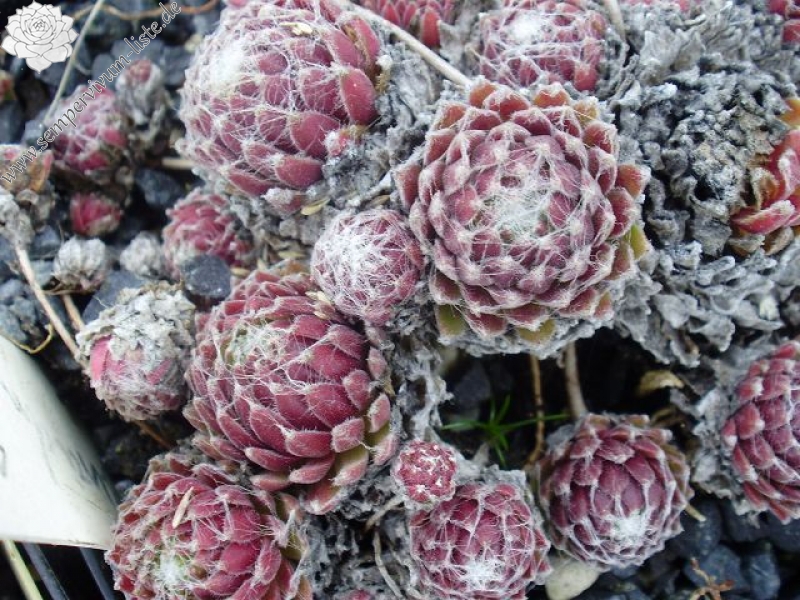 Rubrum