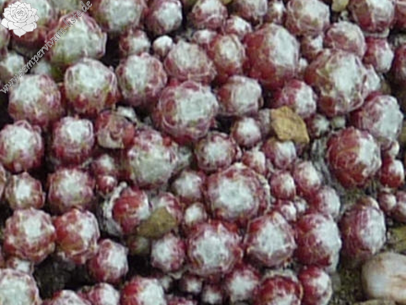 Rubrum