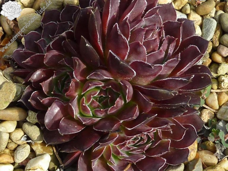 Pfälzer Burgunderrose / Jovi