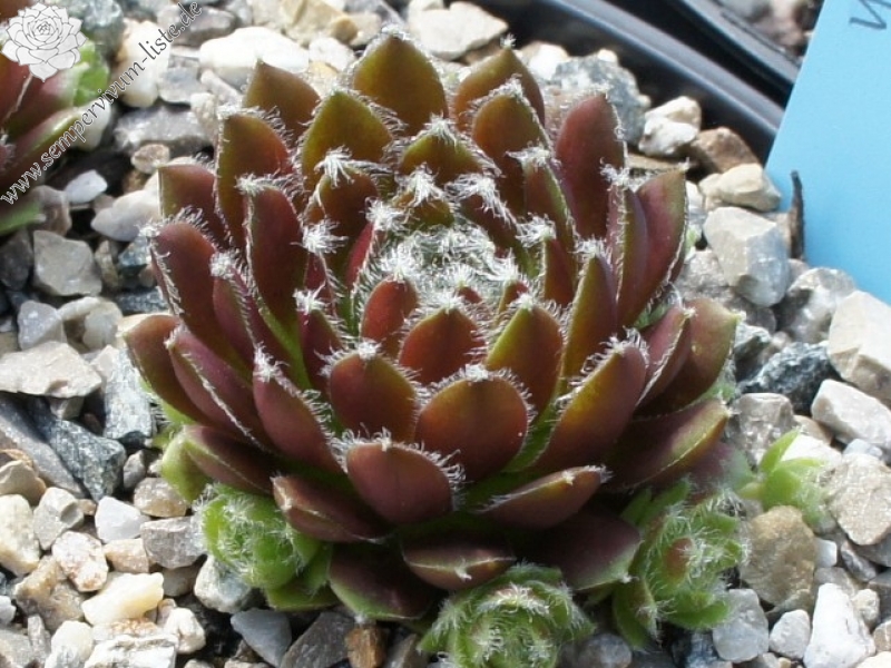 Rubrum