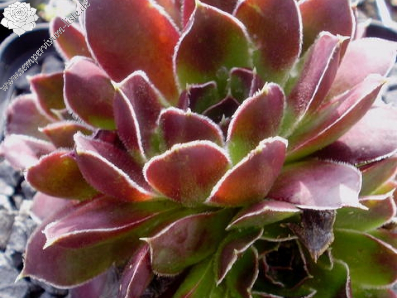 Pfälzer Burgunderrose / Jovi