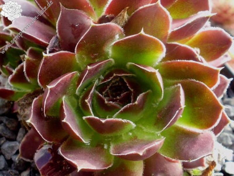 Pfälzer Burgunderrose / Jovi