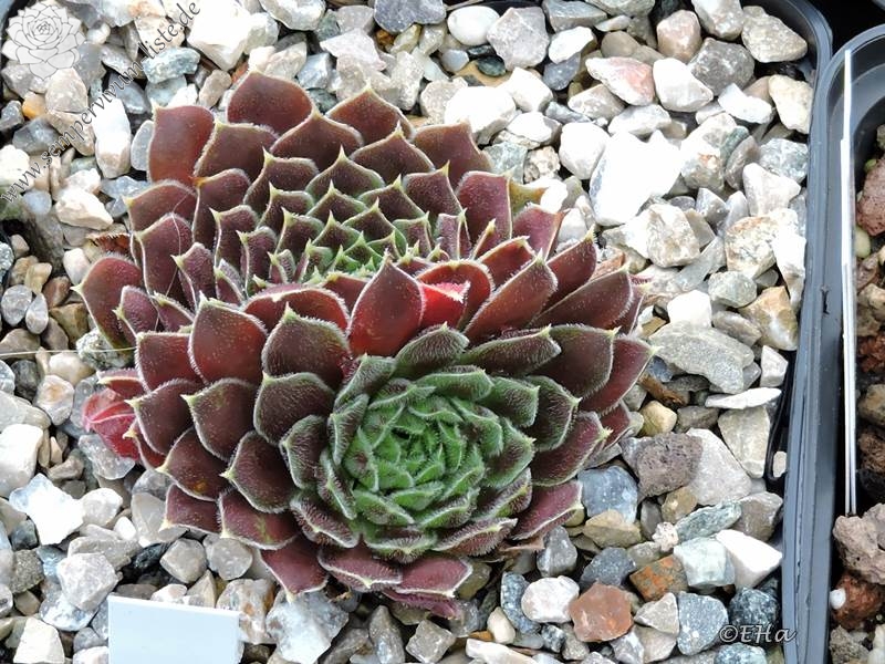 Rosette Kokette / Jovi