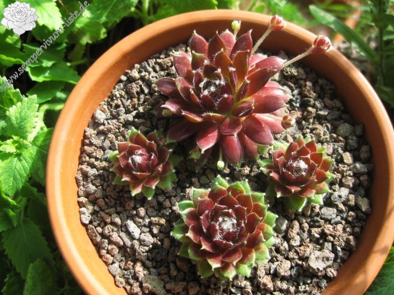 Rubrum