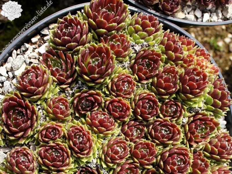 Rubrum