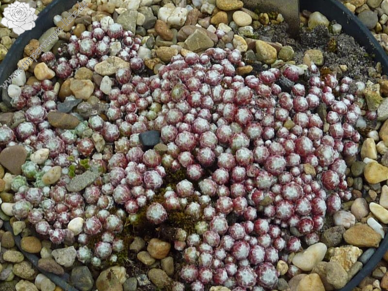 Rubrum