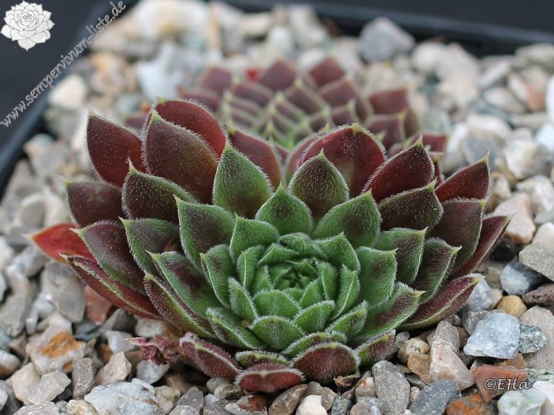 Rosette Kokette / Jovi