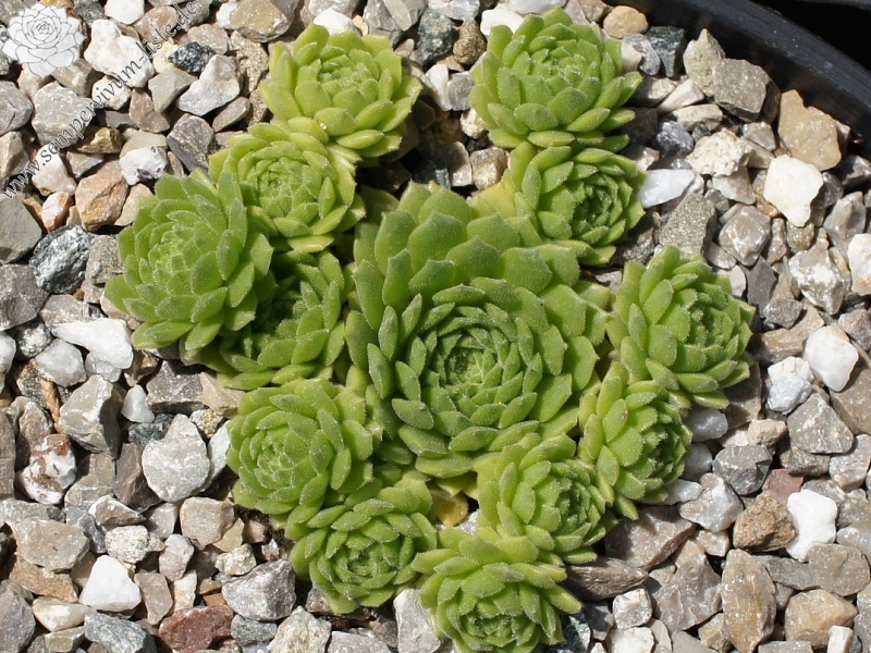 Windstille