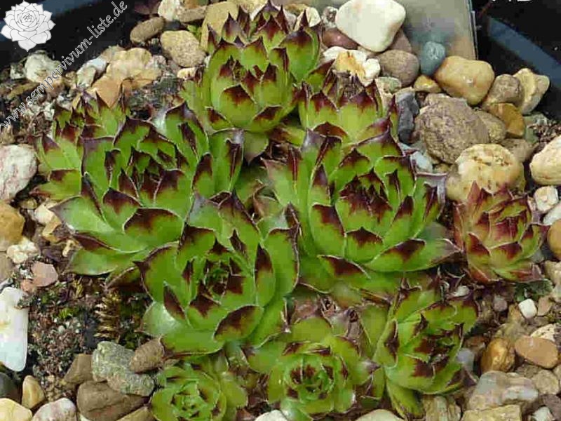 Robinsoniana