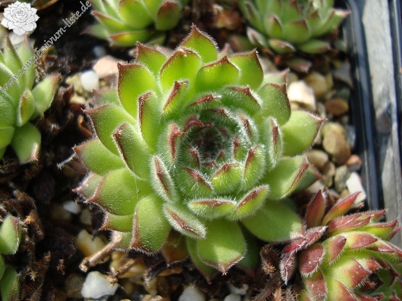 Westchester Seedling