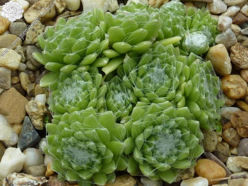 Pfälzer Sternchen