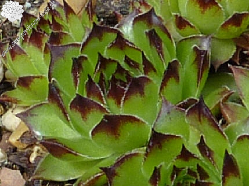 Robinsoniana