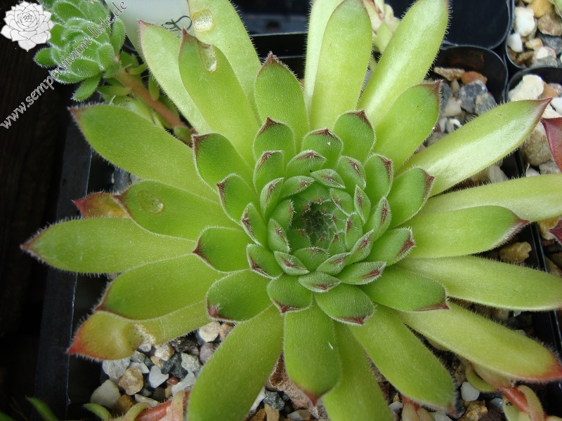 Westchester Seedling