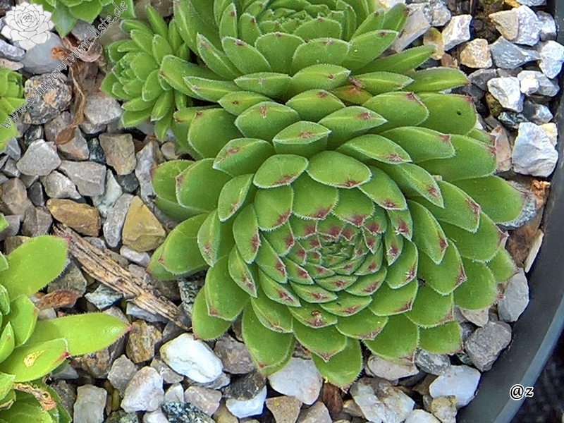 Zelena