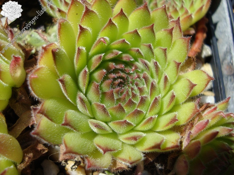 Westchester Seedling