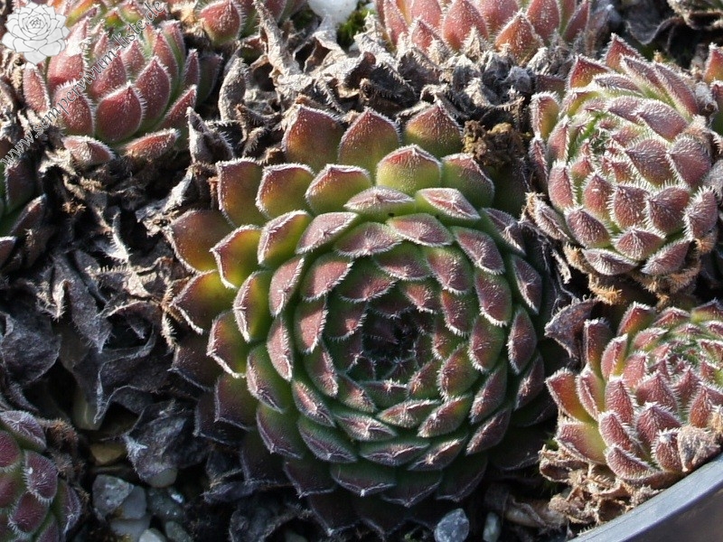 Westchester Seedling