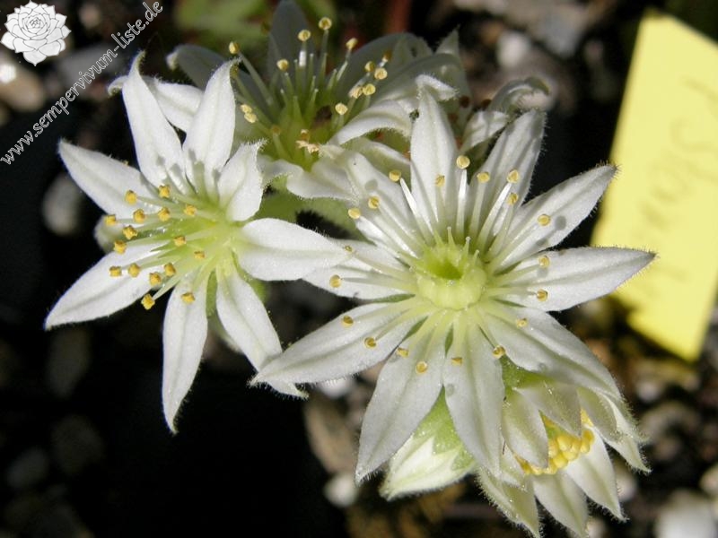 Pfälzer Sternchen