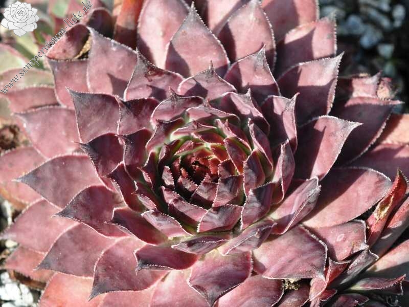 Plumb Rose