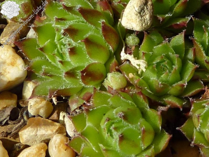 Wildbastard Gotthard