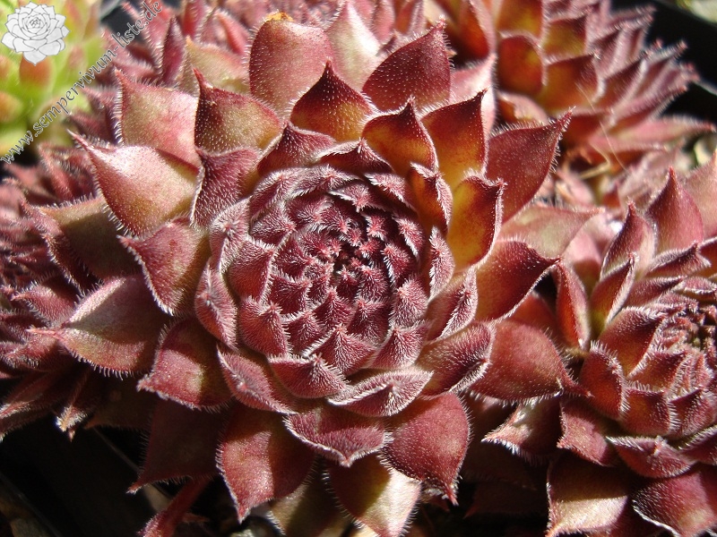 Plum Mist