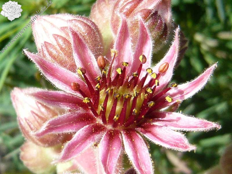 Plum Mist