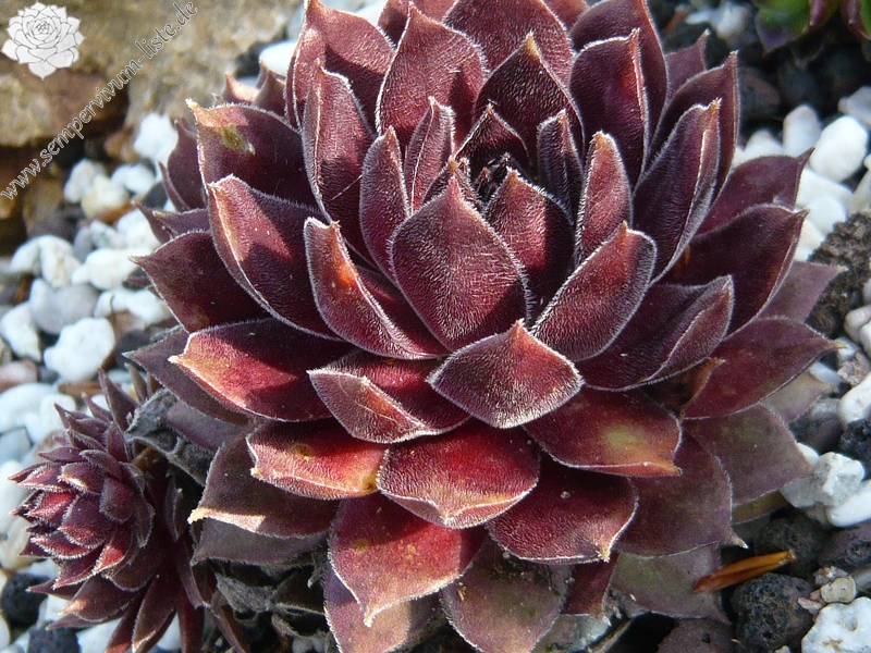 Plum Mist