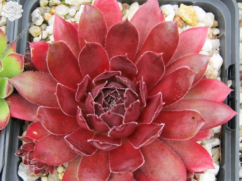 Zeven Dwergen