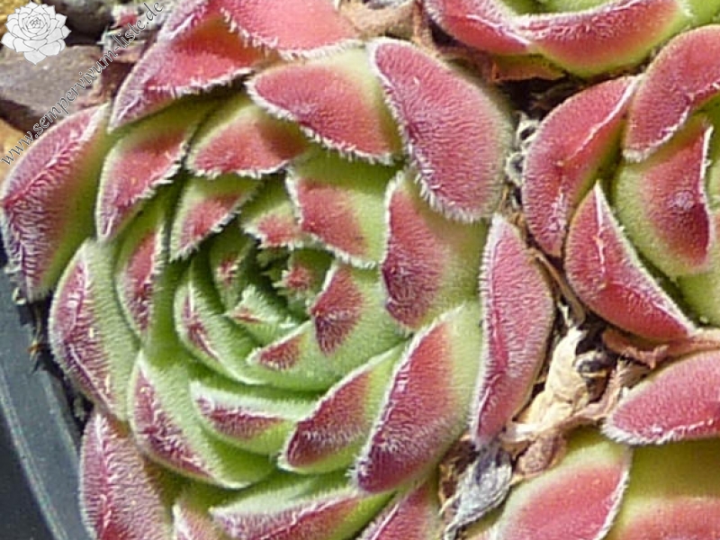 Vaya con Dios / Jovi