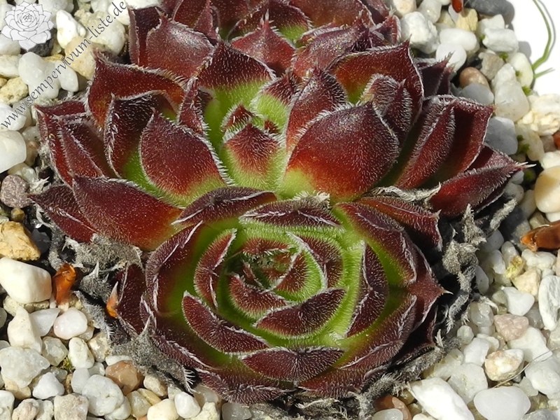 Vaya con Dios / Jovi