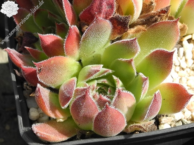 Vaya con Dios / Jovi