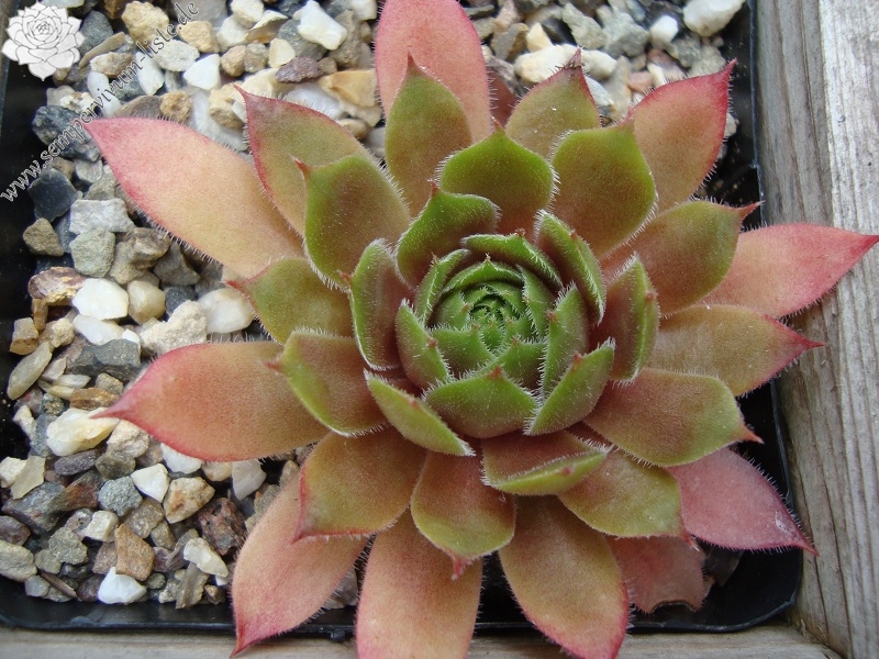 Purdy