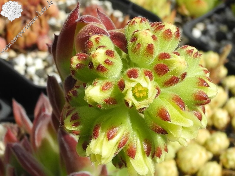 Vaya con Dios / Jovi