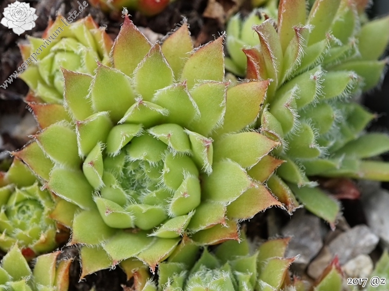 Wildbastard Gotthard