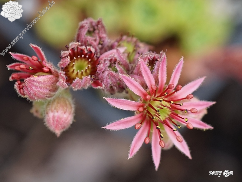 Wildbastard Gotthard