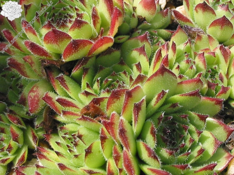 Virginius