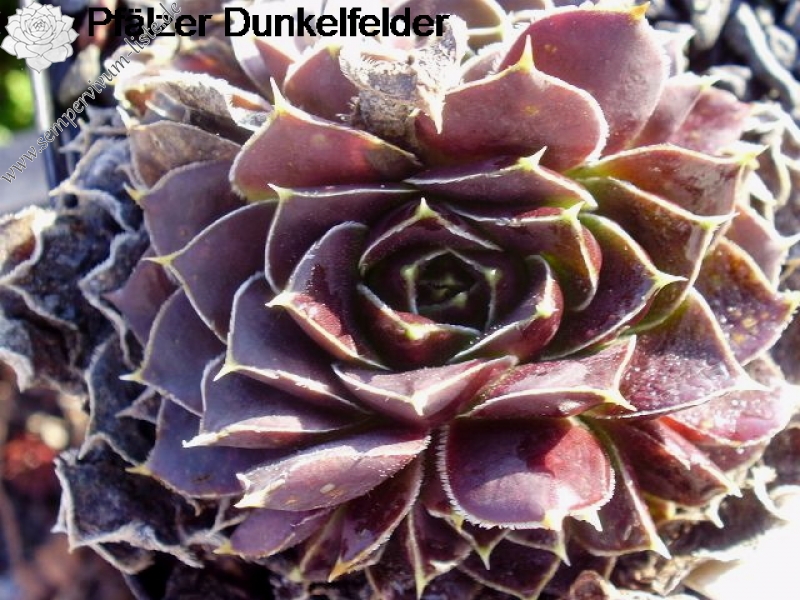 Pfälzer Dunkelfelder / Jovi