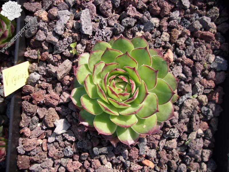 Virginius