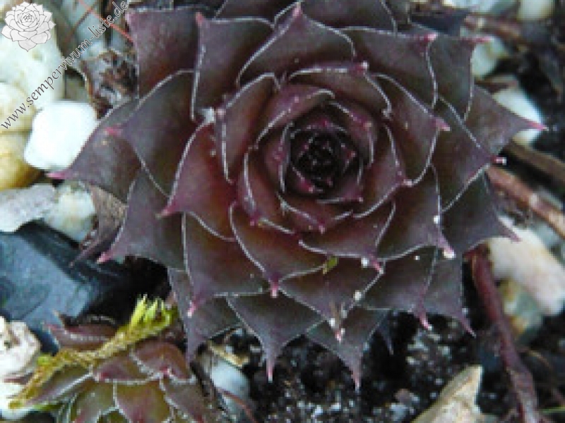 Wanda