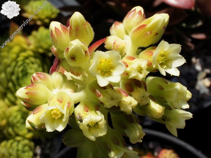 Pfälzer Dunkelfelder / Jovi