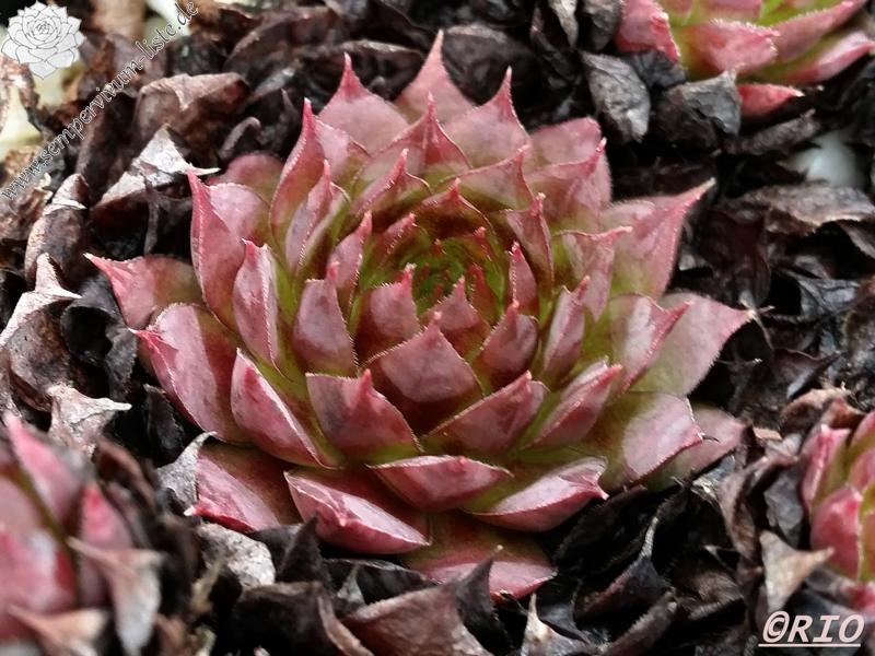 Wanda