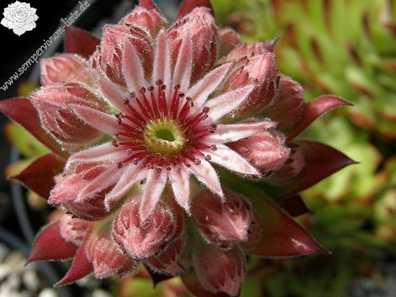 Virginius