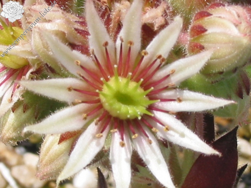 Virginius