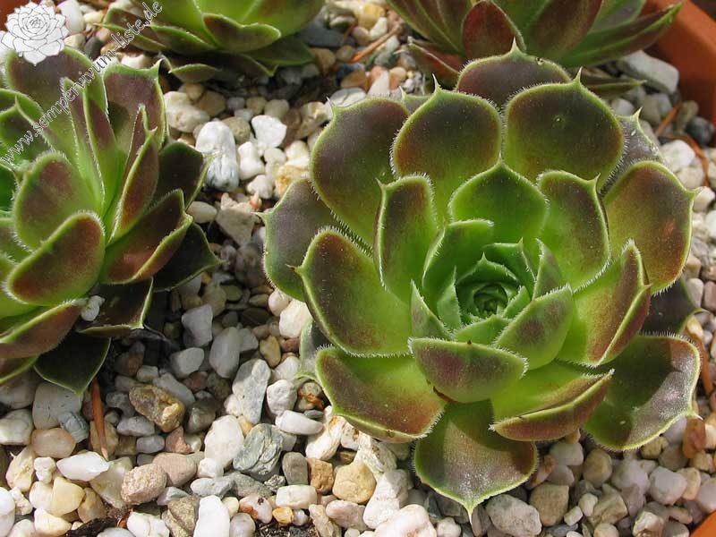 Pfälzer Ulli / Jovi