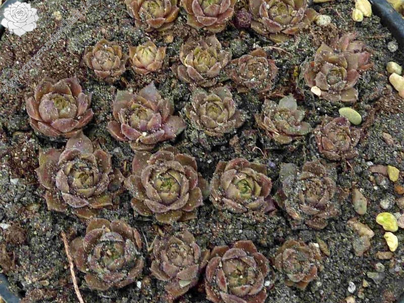 Zelca