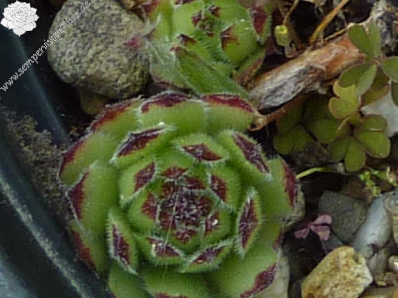 Virginius