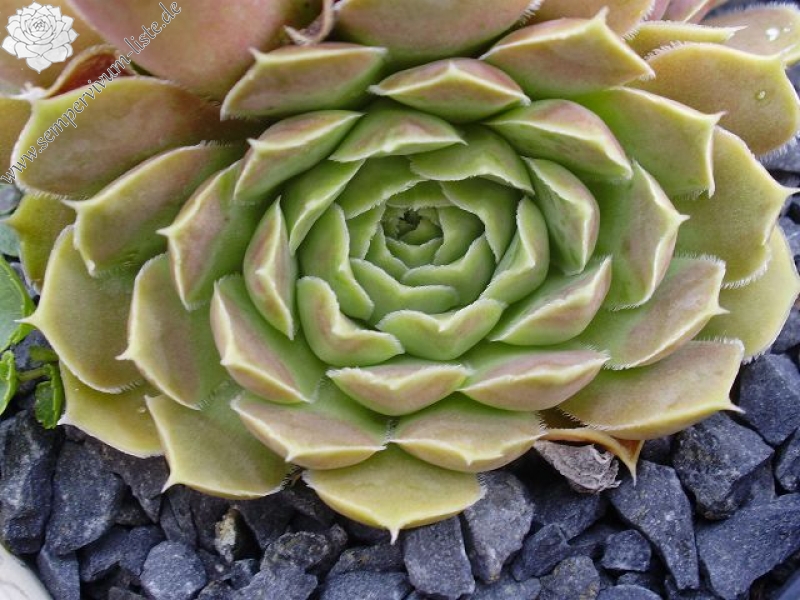 Pfälzer Ulli / Jovi